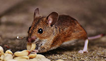 24 Hour & Emergency Exterminators in Floodwood, MN